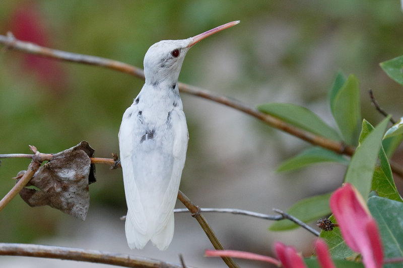 Ruby-throated Hummingbird