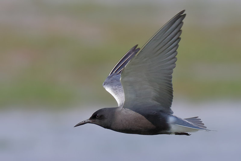 Black Tern