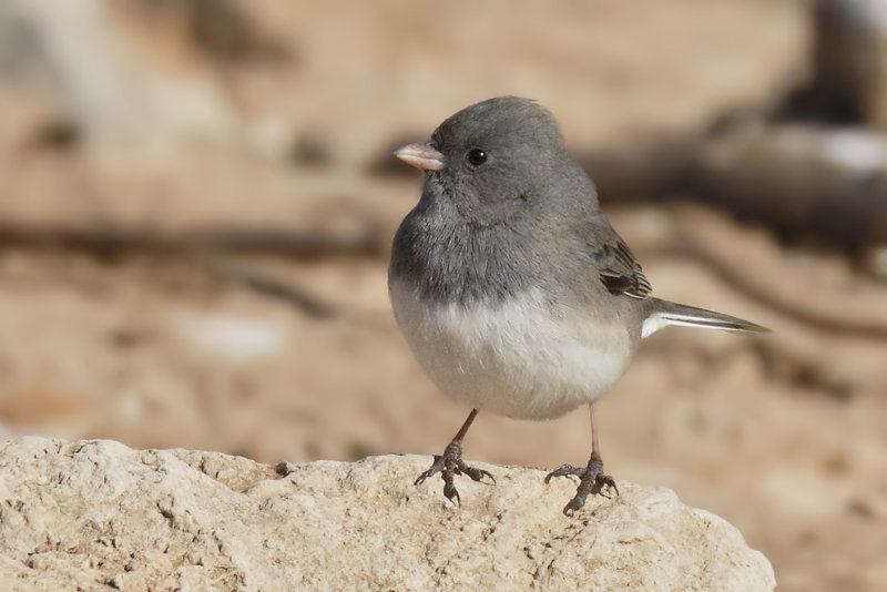 Dark-eyed Junco