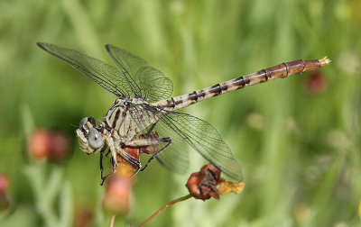 Jade Clubtail