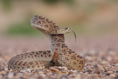 Prairie Rattlesnake