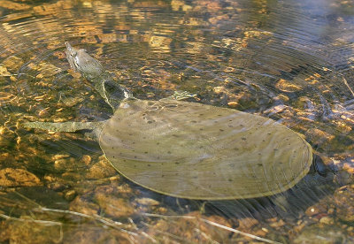 Spiny Softshell