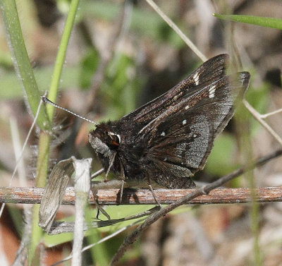 Dusted Skipper
