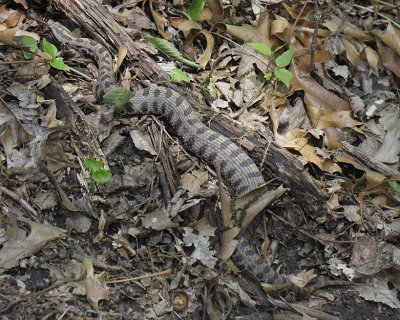 Western Pygmy Rattlesnake