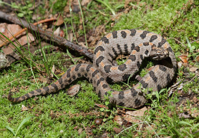 Western Pygmy Rattlesnake