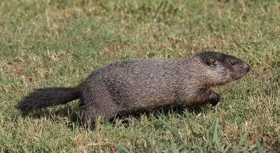 Groundhog (Woodchuck)