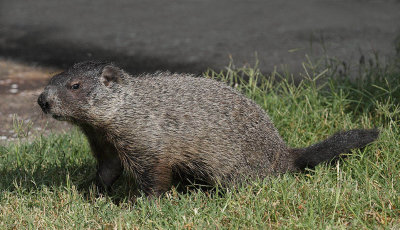 Groundhog (Woodchuck)