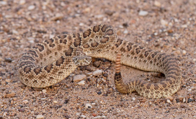 Prairie Rattlesnake
