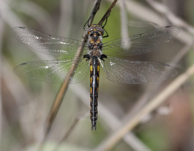 Common Baskettail