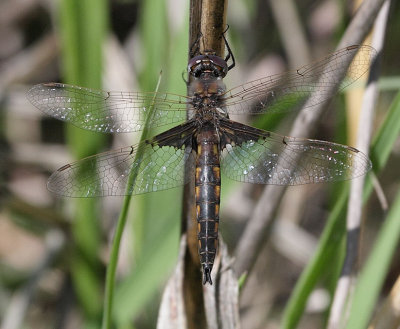 Mantled Baskettail