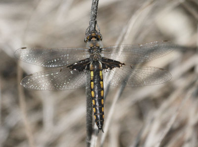 Mantled Baskettail