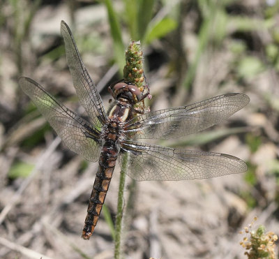 Blue Corporal