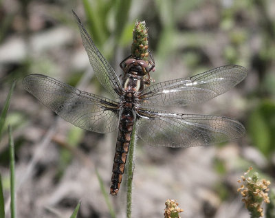 Blue Corporal