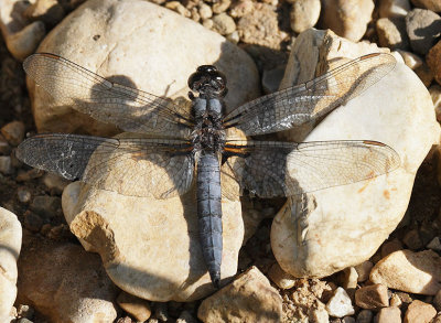 Blue Corporal