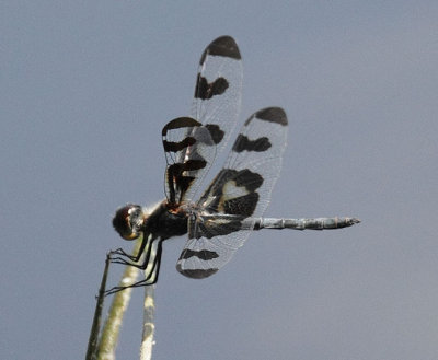 Banded Pennant