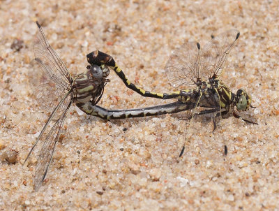 Common Sanddragon