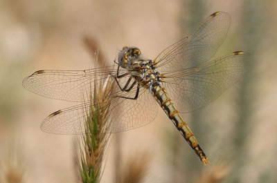 Variegated Meadowhawk