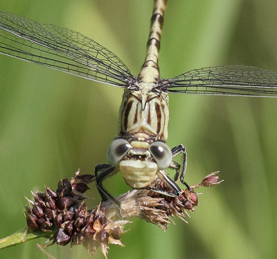 Jade Clubtail