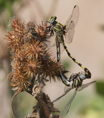 Common Sanddragon