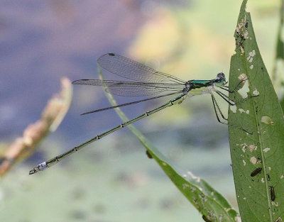 Elegant Spreadwing