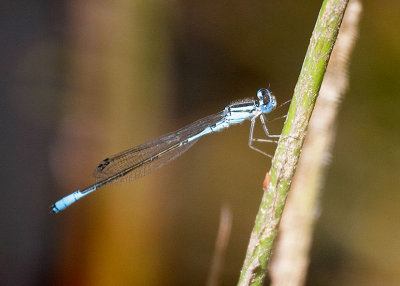 Azure Bluet