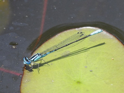 Azure Bluet
