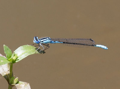 Azure Bluet