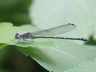 Dusky Dancer