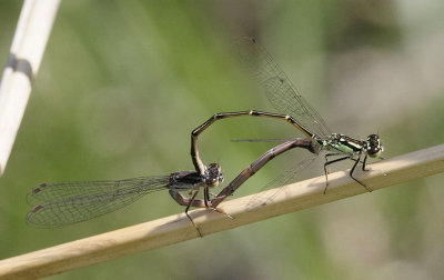 Fragile Forktail
