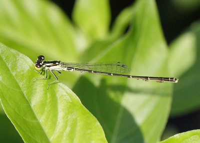Fragile Forktail