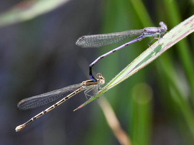 Variable Dancer