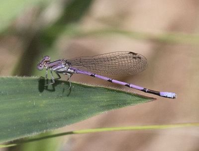 Variable Dancer