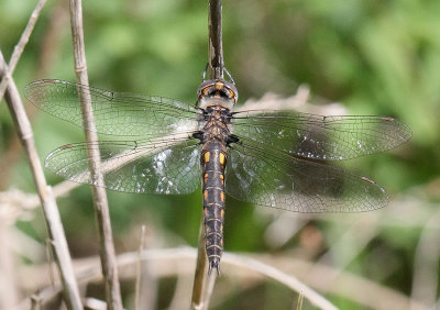 Common Baskettail