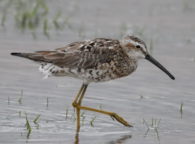 Stilt Sandpiper
