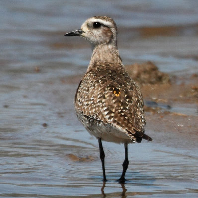 American Golden-Plover