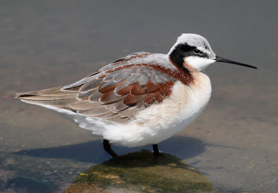 Wilson's Phalarope