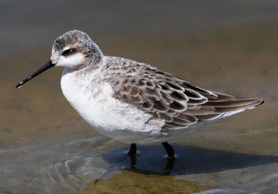 Wilson's Phalarope