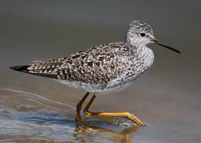 Lesser Yellowlegs