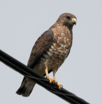 Broad-winged Hawk