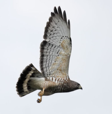 Broad-winged Hawk