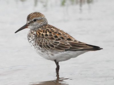 White-rumped Sandpiper
