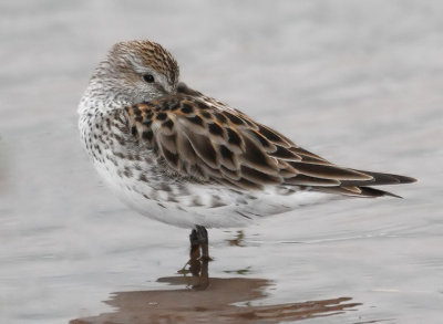 White-rumped Sandpiper