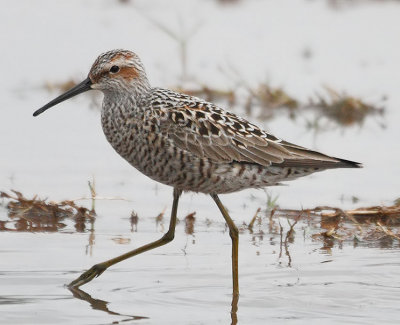 Stilt Sandpiper