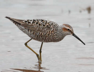Stilt Sandpiper
