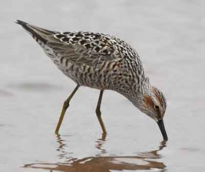 Stilt Sandpiper