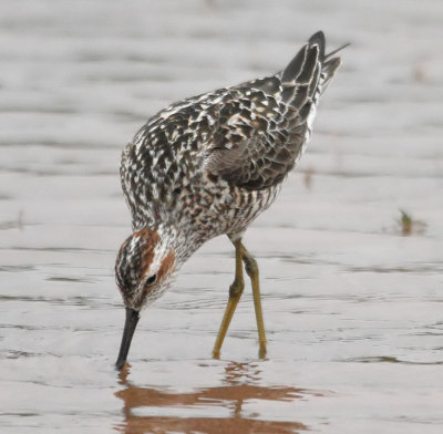 Stilt Sandpiper