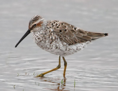 Stilt Sandpiper