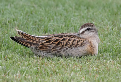 Short-billed Dowitcher