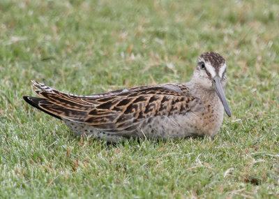 Short-billed Dowitcher