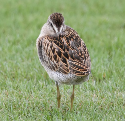 Short-billed Dowitcher